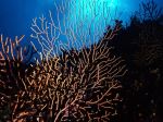 Gorgonia