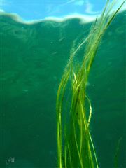 Grass Dance