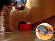 Guess Who Came To Dinner!