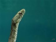 Heres Looking At You Keed!