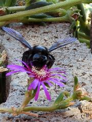 His Watering Place 2