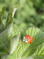 Ladybug