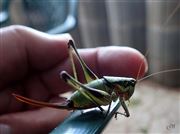 Little To The Right, Please