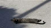 Long Shadow, Long Cat