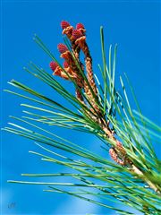 Mediterranean Spring