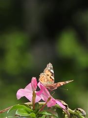 Painted Lady