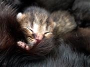 Pocket Lion