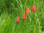 Poppies Popping