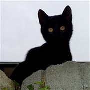 Pretty Kitty