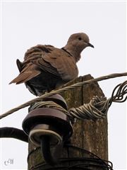 Resting The Wings