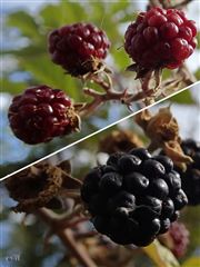 Ripe And Not