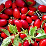 Rosehip 2
