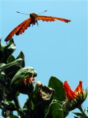 Runaway Flower