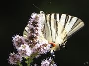 Scarce Swallowtail
