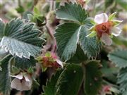 Strawberries Are Ready!