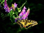 Swallowtail