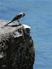 Wonder If Water Is Cold