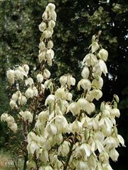 Yucca Bloom 2