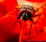 Housefly In The Garden