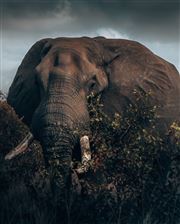 Elaphant In Africa