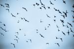 Flying Free