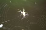 My Little Spider