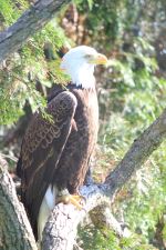 Bald Eagle On A Tree