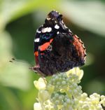 Butterfly On Flower