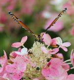 Butterfly On Flowers