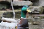 Duck In The Pond