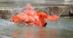 Flamingo In Water
