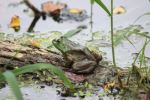Frog On A Log