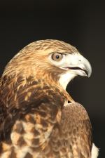 Hawk In The Dark