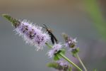 Insect On Flower
