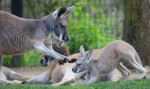 Kangaroo Attacking A Baby Kangaroo