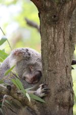 Koala In A Tree