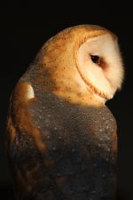 Owl In The Dark