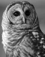 Owl In The Daytime
