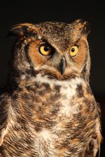 Owl In The Night Time