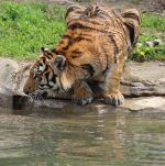 Tiger In The Wild