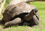 Turtle Eating Grass