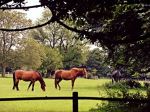A Horse Is A Poetry In Motion