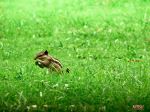 Squarel On The Grass