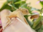 Garden Lizard