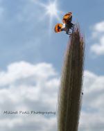 Bug Taking Off