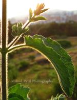 Natural Enhancement