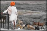 The Goatherd