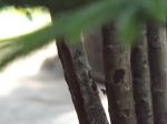  big Tree