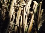 Sad Bamboo