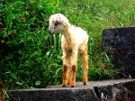 Beautiful Baby Goat